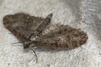 Eupithecia abbreviata