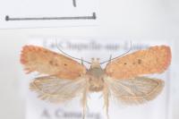 Agonopterix irrorata