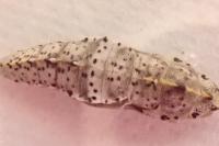Pieris brassicae