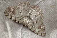 Aethalura punctulata