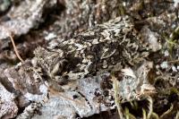 Polyploca ridens