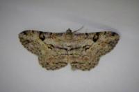Peribatodes rhomboidaria
