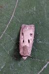 Agrotis exclamationis exclamationis