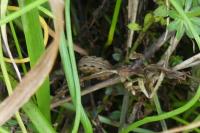 Xestia sexstrigata/xanthographa