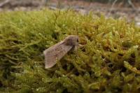 Orthosia miniosa