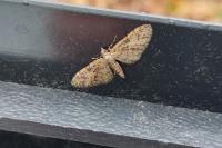Eupithecia abbreviata