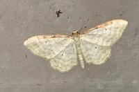 Idaea fuscovenosa