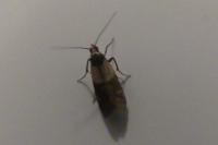 Plodia interpunctella