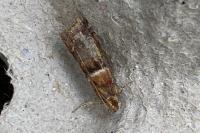 Acrobasis repandana
