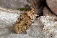 Agonopterix arenella