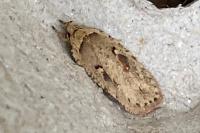 Agonopterix ocellana