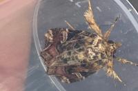 Callopistria juventina