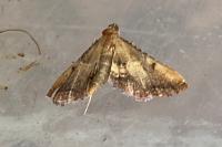 Endotricha flammealis