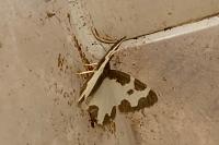 Lomaspilis marginata