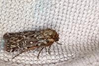 Lycophotia porphyrea