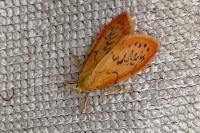 Miltochrista miniata