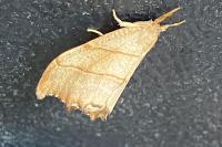 Falcaria lacertinaria