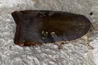 Noctua janthe/janthina