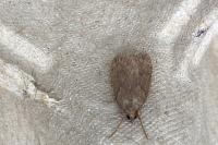 Pachycnemia hippocastanaria