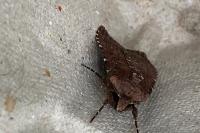 Paucgraphia erythrina