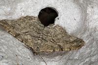 Peribatodes rhomboidaria