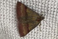 Phytometra viridaria