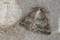 Pseudoterpna coronillaria