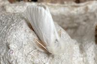 Euproctis chrysorrhoea