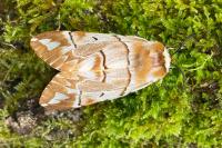 Endromis versicolora