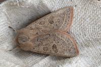 Orthosia gracilis