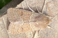 Orthosia miniosa