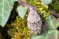 Diurnea fagella