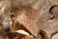 Orthosia miniosa