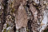Pachycnemia hippocastanaria