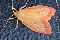 Miltochrista miniata