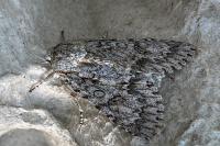 Acronicta aceris