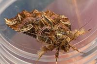 Callopistria juventina