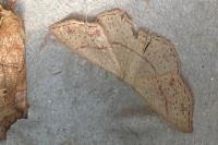 Cyclophora punctaria