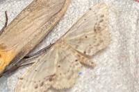 Idaea dimidiata