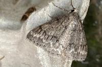 Pseudoterpna coronillaria