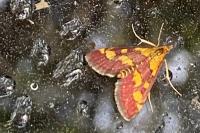 Pyrausta purpuralis
