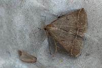 Zanclognatha lunalis