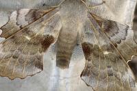 Laothoe populi