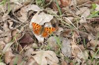 Polygonia c-album