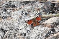 Aglais io