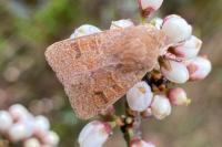 Orthosia miniosa