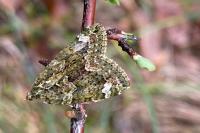 Chloroclysta siterata