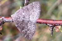 Aleucis distinctata