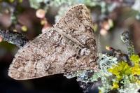 Cleora cinctaria