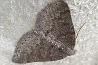 Aleucis distinctata
